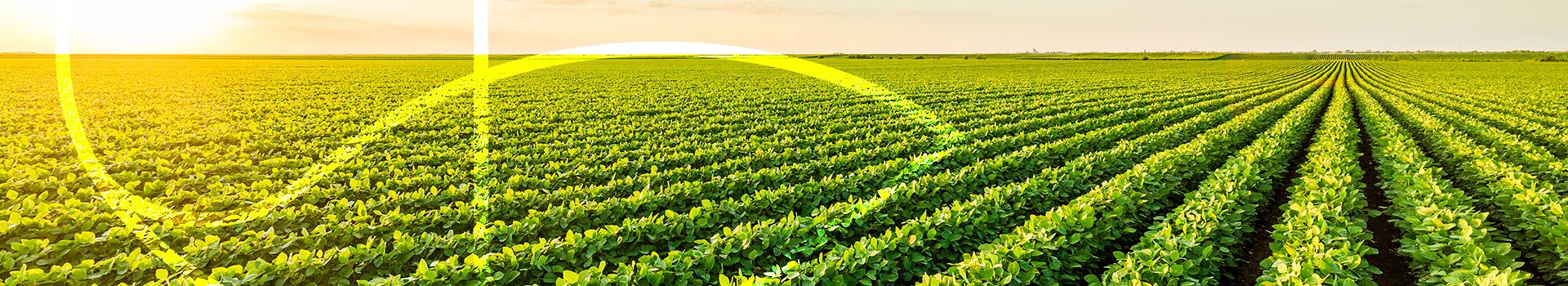 Foto de plantação.