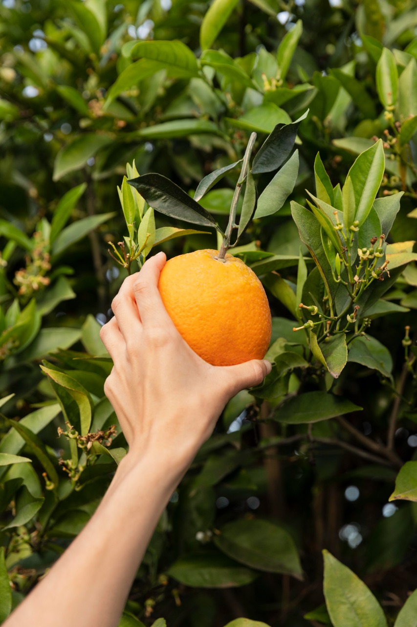 Pessoa colhendo laranja